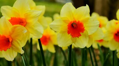 Renkli sarı nergisler bahçede çiçek açar. Çiçekler yeşil çimlerin arasında dimdik duruyorlar. Gün ışığı parlıyor, parlak renkleri vurguluyor ve bahçeye hayat veriyor..