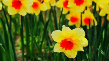Baharda, turuncu merkezli sarı çiçekler bir bahçede çiçek açar. Çiçekleri çevreleyen yeşil yapraklar bahçeye hayat katıyor. Bu doğanın canlı bir anını yakalar..