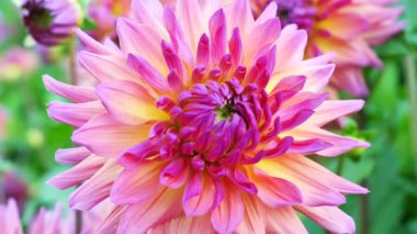 Yeşil bitkilerle dolu bir bahçede bir çiçek açılır. Pembe ve sarıların parlak renkleri, güneş doğarken taç yapraklarını süslüyor. Yaban arıları etrafta vızıldayabilir..