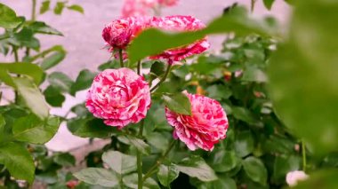 Parkta, renkli çiçekler bir bahçede çiçek açar. Pembe ve beyaz güller yeşil yaprakların arasında göze çarpıyor. Arılar ve kelebekler doğadaki aktiviteyi vurgulamak için gelirler..