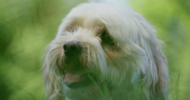 Küçük bir köpek güneşin altında parkta koşup oynuyor. Çimleri keşfediyor, etrafı kokluyor ve mutlu görünüyor. Öğleden sonra sıcaktır ve doğa çevreyi sarar..
