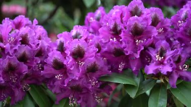 Parlak mor rhododendron çiçekleri botanik bahçesinde çiçek açıyor. Bahçe yeşil yapraklarla dolu ve arka planda diğer bitkiler görülebilir..