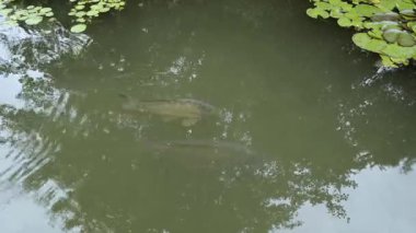 İki balık nilüferlerle dolu bir gölde yüzer. Göletin etrafındaki ağaçlar su yüzeyinde yansımalar yaratıyor. Güneşli bir gün ve su berrak..