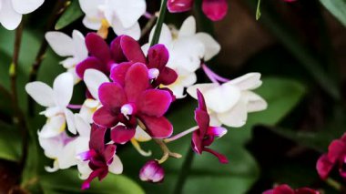 Kamera bir bahçede pembe ve beyaz orkideleri gösteriyor. Çiçekler güneş üzerlerine doğarken ardına kadar açılır. Renkli yaprakları çevreleyen yeşil yapraklar ve bahçeye güzellik katar..