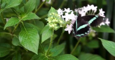 Bir kelebek bahçedeki beyaz çiçeklere konar. Kelebek çiçeklerin arasında hareket ederken güneş batıyor. Çiçeklerin etrafını saran yapraklar yemyeşil bir zemin oluşturuyor..