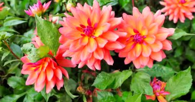 Güzel çiçekler bir bahçede büyüdükçe yapraklarını canlı renklerle açarlar. Arılar çiçekleri ziyaret ederken güneş bitkilerin üzerinde parlıyor..