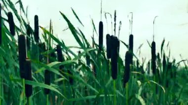 Sivri kuyruklar, sulak bir alanda dik durur. Bitkiler bulutlu bir gökyüzünün altında hafif rüzgarla sallanıyor. Bu yeşil alanda vahşi yaşama dair hiçbir iz yok..