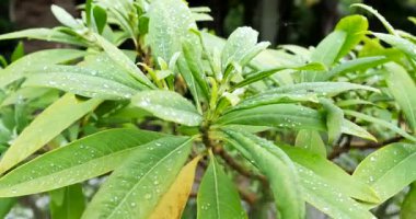 Green leaves with water droplets in a garden. Rain has just fallen, making the leaves shiny and bright in the midday light.