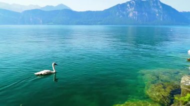 Güneşli bir günde açık bir gölde bir kuğu süzülür. Su manzarayı yansıtırken, arka planda dağlar yükselir. Gündüz ortalık sakin ve davetkar..
