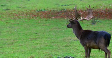 Çimenli bir tarlanın ortasında bir geyik duruyor. Büyük boynuzları var ve etrafa bakıyor. Güneş arka plandan doğuyor, bölgeyi aydınlatıyor. Düşen yapraklarla tarla sakin..