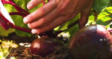 Bir insan bir bahçede yerden pancar hasat eder. Elleri pancarları dikkatlice kaldırırken güneş parlıyor ve çevrelerindeki zengin toprağı gösteriyor. Bitkiler yeşil ve canlıdır..