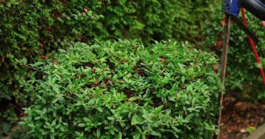 Bahçıvan güneşli bir öğleden sonra bahçedeki çalıları kırpmak için makas kullanır. Bahçede yemyeşil ve manikürlü bitkiler var..