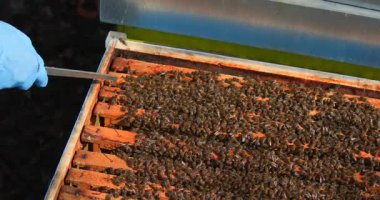 Bir arı yetiştiricisi arılarla dolu bir kovanı inceler ve güneşli bir alanda bal üretimi ve kovan sağlığı belirtileri arar. Bu normal kovan yönetiminin bir parçası..