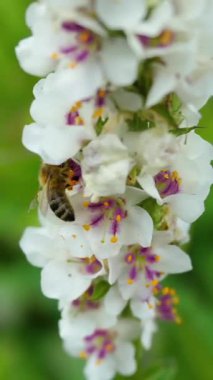 Yakından bakıldığında beyaz çiçeklerden polen toplayan bir arı görülüyor. Güneşli bir yaz gününde yemyeşil bir bahçede çiçekten çiçeğe geçer..