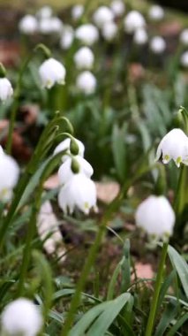 Baharın erken saatlerinde bir bahçede beyaz kar damlası çiçekleri yetişir. Çiçekler sarkır ve yeşil çimenler onları sarar. Bu, huzurlu bir bahçede doğal bir büyüme döngüsünü gösteriyor..