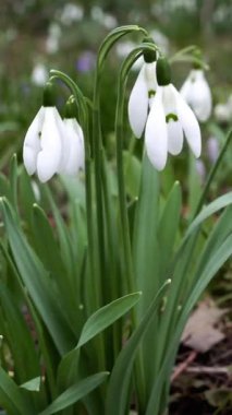 İlkbaharda bahçede kar damlası çiçekleri yetişir. Beyaz yapraklar ve yeşil yapraklar basit bir manzara yaratır. Bitkiler açık gökyüzünün altında diğer yeşilliklerin arasında duruyor..