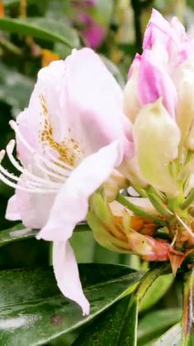 Bright flowers open up in a garden as spring arrives. Sunlight brightens the area, and the leaves show signs of new life and growth. Nature showcases its beauty.