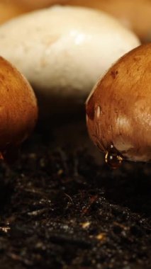 Mantarlar, su damlacıkları şapkalarında oluşurken topraktan büyürler. Doğal ortam, dünyanın dokusunu ve mantarların yaşam döngüsünü gösteriyor..