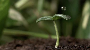 Toprakta büyüyen genç yeşil bir filizin üzerine düşen tek bir su damlasının yavaş çekim görüntüsü. Makro çekim taze nem, doğal büyüme ve hassas bitki yapısını gösteriyor. Doğa hayatı kavramı