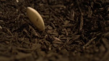 Topraktaki küçük bir deliğe düşen tek bir beyaz tohumu yakından görmek. Makro çekim doğal toprak dokusunu ve dikkatli tarımsal hazırlık sürecini gösteriyor. Büyüme kavramı
