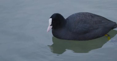 Beyaz gagalı siyah bir kuş gölde durgun suda yüzer. Güneş arka planda yavaşça batar. Kuş sessizce hareket ettikçe dalgalanmalar oluşur..