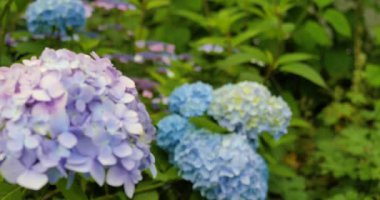 Bahçede çeşitli çiçekler mavi ve mor renkler sergiler. Güneş ışığı, hafif bir rüzgarda hafifçe sallanırken güzelliklerini vurgular. Bu an, doğanın renklerini tam görünümde yakalar.