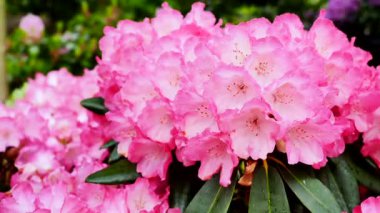 Renkli pembe çiçekler baharda bahçeyi doldurur. Ziyaretçiler bitkilere hayran kalırken arılar etrafta uçuşup nektar topluyor. Çiçeklerin üzerinde gün ışığı parlıyor..