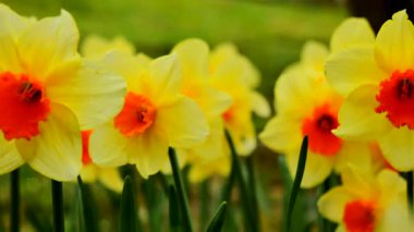 Turuncu merkezli parlak sarı çiçekler bir bahçe ortamında büyüdüğünü gösteriyor. Meşgul arılar etrafta dolanıp bitkiler arasında nektar topluyor. Bahar geldi ve doğa canlandı..