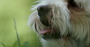 Güneşli bir öğleden sonra dışarıda parkta küçük bir köpek oynuyor. Çimen, açık alandaki temiz havanın tadını çıkarırken köpeği de kaplar..