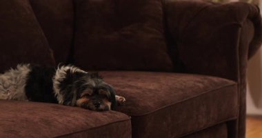 Oturma odasındaki kahverengi bir kanepede küçük bir köpek yatıyor. Işık yumuşak, akşam sıcak bir atmosfer yaratıyor. Köpek rahat ve rahat görünüyor..