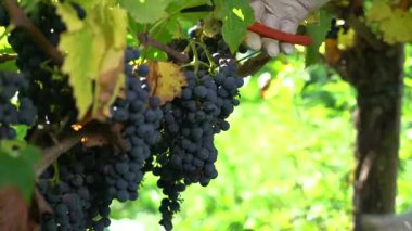 İşçiler el makası kullanarak üzümlerden olgun üzüm toplarlar. Güneş ışığı yaprakların arasından parlar, zengin yeşil çevre ve koyu üzüm kümelerini gösterir..