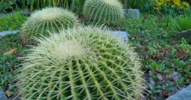 Kaktüsler çeşitli bitki türleri ve renkli çiçeklerle dolu bir bahçede görülürler. Güneş yeşil arazide parlıyor, bitkilerin detaylarını vurguluyor..