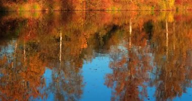 Parlak sonbahar yaprakları suda renkli bir yansıma yaratır. Akşamüstü açık gökyüzü olan bir park. Doğa canlı renklerle tam ekran gösterimde..