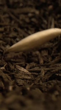 Süper Yavaş Hareket Mulch 'a yerleşen tohumlar, topraksı kahverengi toprak ve sıkılmış kabuk, nazikçe eğik ve yavaş.