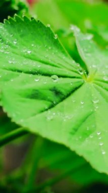 Makro Yeşil Yaprak Su Damlacıkları Taze, Sabah Bahçesi Kapalı Kapalı Gösteri Venasyonu ve Parlak Boncuklar,