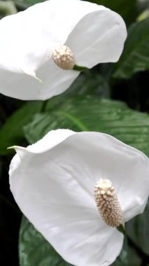 Beyaz Spatthiphyllum Lily Çiçek Kapalı Salon Çiçeği Bakımsız Spathe ve Dokulu Spadix