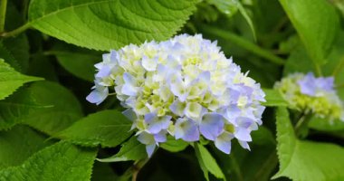 İlkbahar bahçesinde, canlı yeşil yapraklar arasında renkli bir çiçek kümesi büyür. Çiçekler mavi ve beyaz tonlarını gösteriyor, canlı bir atmosfer yaratıyor..