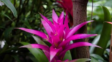Canlı yapraklarını ve eşsiz çiçek yapısını sergileyen parlak pembe bir bromeliad bitkisinin yakın plan görüntüsü. Çevreleyen bitkiler tropikal bahçe çevresine bereket katar..
