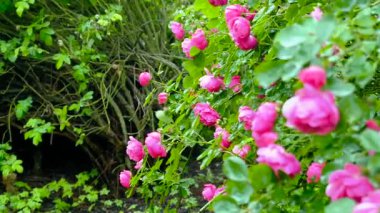 Yakınlarda yemyeşil bitkiler olan bir bahçede pembe çiçekler yetişir. Güneş renkli çiçeklerin üzerinde parlıyor, ilkbaharda canlı bir doğa gösterisi yaratıyor..