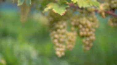 Üzümler üzüm bağındaki sarmaşıklardan sallanıyor. Meyvenin etrafını saran yeşil yapraklar, kırsal alanda sıcak bir yaz gününü işaret ediyor..