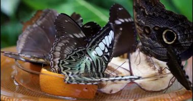 Kelebekler, tropik bir bahçede portakal ve muz dilimlerinin etrafında toplanırlar. Güneş renkli kanatlarının üzerinde parlıyor. Her yer yemyeşil ve yemyeşil..