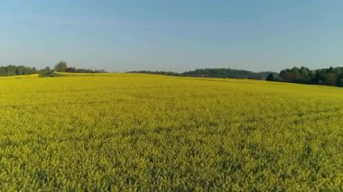 Görüntüler baharda geniş bir sarı çiçek tarlasını gösteriyor. Mavi gökyüzü açık ve ağaçlar uzaktan görülebilir. Güneşli bir gün..