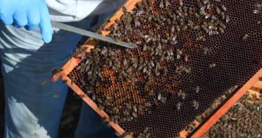 Bir insan arılarla dolu arı kovanlarını inceliyor. Etkinlik güneş ışığı altındaki bir bahçede gerçekleşiyor. Arıcı arı sağlığı ve bal üretimini kontrol etmek için araçlar kullanır..