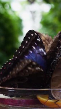 Kelebek kanatları meyvelerle besleniyor, Brownneyli kelebekler dilimlenmiş portakalda cam tabakta toplanıyor.,