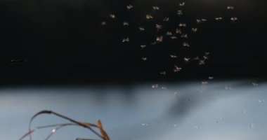 Böcekler doğada yüzeye çıkar. Gruplar halinde toplandıkça hareketleri aktif hale geliyor. Güneş ışığı arka planda gölgeler bırakır..