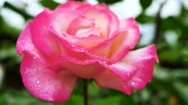 Su damlacıkları olan pembe bir gül bahçede oturur. Güneş çiçeğin üzerinde parıldıyor, yapraklarını renklendiriyor. Yakın yapraklar, güllerin güzelliğine yeşil bir zemin sağlar..