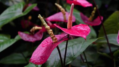 Bahçede parlak yaprakları ve yeşil yaprakları olan renkli pembe çiçekler gösterilir. Güneş ışığı doğada büyürken çiçeklerin güzelliğini vurgular..