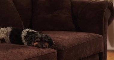 Oturma odasındaki kahverengi bir kanepede küçük bir köpek yatıyor. Köpek dinlenirken etrafına bakar. Güneş ışığı pencereden girer ve sıcak bir atmosfer yaratır..