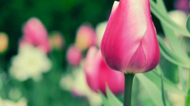 Yakından bakıldığında, renkli çiçeklerle dolu bir bahçede büyüyen pembe bir lale görülüyor. Sahne, bahar mevsiminde doğanın güzelliğini yakalar..