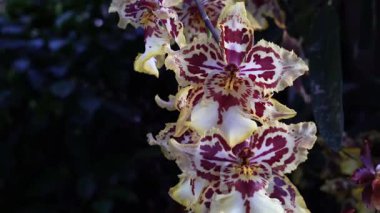 Tropik bir bahçede farklı orkide çiçekleri görülür. Video güneşli bir günde çiçeklerin eşsiz renklerini ve şekillerini yakalıyor. Doğa canlı detaylarla sergileniyor.